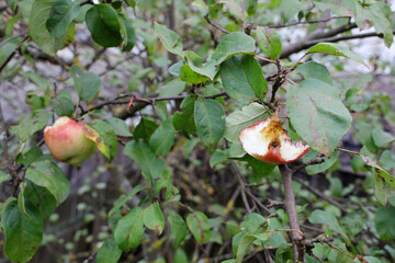 Birds pecked ripe red apples on branches of apple tree, Film grain effect