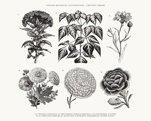 Vintage Floral Line Art Illustrations - Set of 6 - Chrysanthemum, Dianthus Chinensis Heddewigii, Celosia Cristata, Centaurea Cyanus, and Erythrina Indica Parcelli - obrazy, fototapety, plakaty