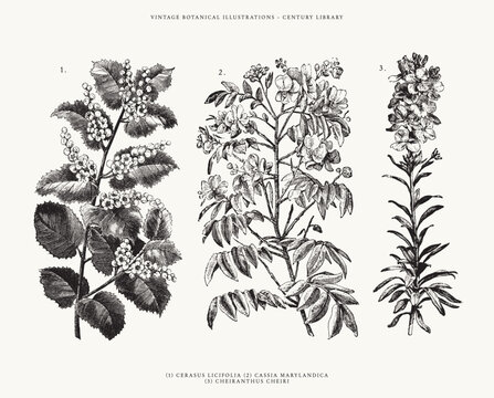 Vintage Botanical Line Art Illustrations - Set of 3 - Cassia Marylandica, Cerasus Licifolia, and Cheiranthus Cheiri 