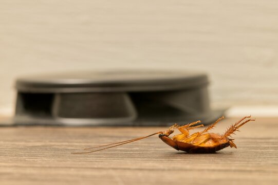 Dead American cockroach on its back by roach poison bait trap, pest control exterminator concept copy space ground level.