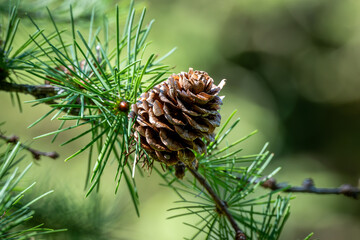 pine cone on a branch