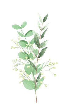 Watercolor illustration of a eucalyptus sprig. Watercolor illustration of herbs, eucalyptus twigs and gypsophila flowers. Wedding, birthday, children's party