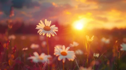 Fototapete Rot  violett White daisy flower blooms in a field during sunset summer landscape blur background. AI generated