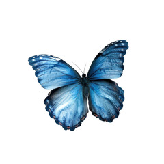 Fototapeta premium Cyan blue butterfly flying transparent background
