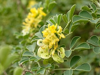 Yellow flowers of moon trefoil, shrub medick, alfalfa arborea, or tree medick (Medicago arborea) as decorative shrub, Spain