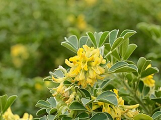 Yellow flowers of moon trefoil, shrub medick, alfalfa arborea, or tree medick (Medicago arborea) as decorative shrub, Spain