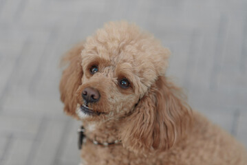 dog looking at owner
