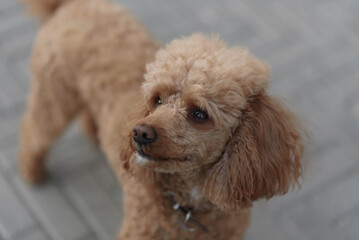 dog looking at owner