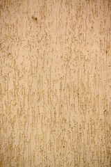 wall plastered under bark beetle 3