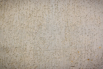 wall plastered under bark beetle 5