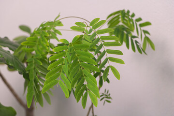 Green leaves of Albizia plant on white wall background, selective focus
