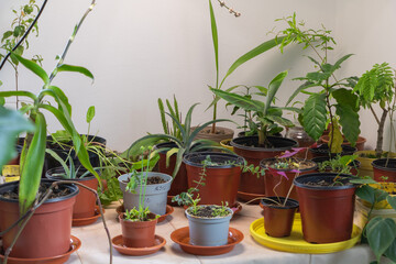 Plants in pots at home. Gardening and cultivation concept.