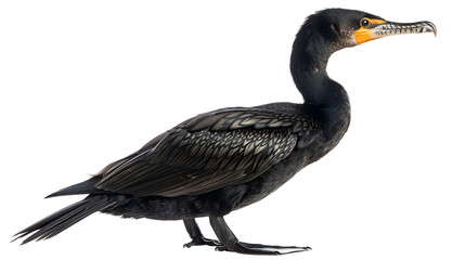 Side view of a Great Cormorant, Phalacrocorax carbo, against white background