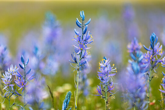 Wildflowers in a scenic mountain landscape