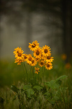 Wildflowers in a scenic mountain landscape