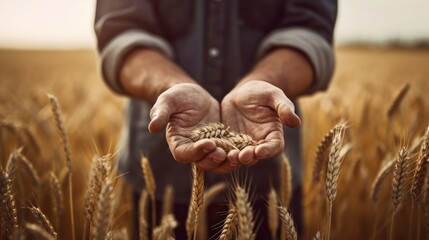 Hands of the grain-grower against a wheaten field