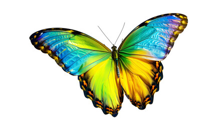 Fototapeta na wymiar Set two beautiful colorful bright multicolored tropical butterflies with wings spread and in flight isolated on white background, close-up macro.