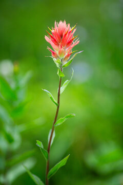 Wildflowers in a scenic mountain landscape