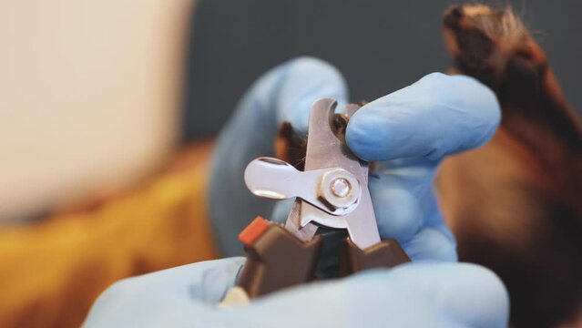 Process of cutting dog claw nails of a small breed dog with a nail clipper tool, veterinarian specialist holding small black dog, close up view of dog's paw, trimming pet dog nails manicure at home