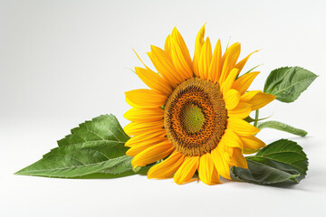 Obraz premium Vibrant Yellow Sunflower With Green Leaves on White Background