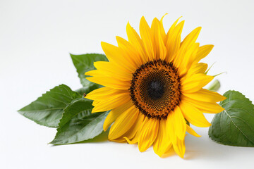 Obraz premium Yellow Sunflower With Green Leaves on White Background