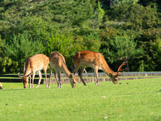 草を食べる奈良公園春日野園地の鹿