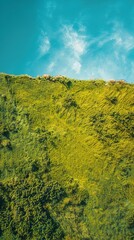 Fototapeta premium Lush green meadow under a clear blue sky, vibrant colors, drone view, high detail 