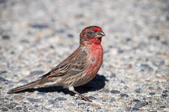 Male House Finch With Severe Eye Disease