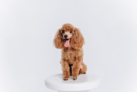 red poodle on white stool