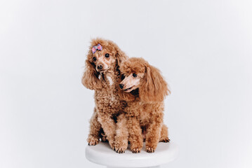 red poodles on white stool
