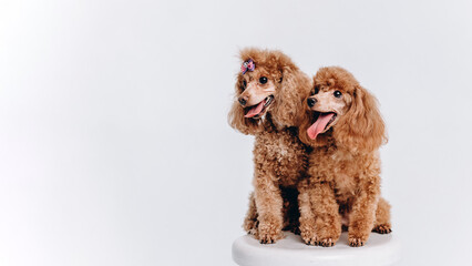 red poodles on white stool