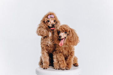 red poodles on white stool