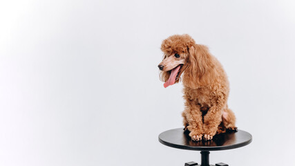 red poodle on black stool