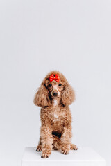 red poodle on white stool