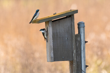 A pair of Tree Swallows perching on a birdhouse at Ellis Creek Water Recycling Facility 