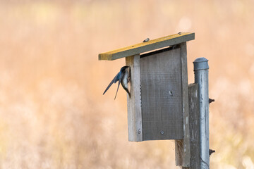 Tree Swallow entering a birdhouse at Ellis Creek Water Recycling Facility 