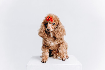 red poodle on white stool