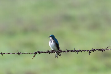 Tree Swallow perching on a barbed wire fence at Tolay Lake Regional Park