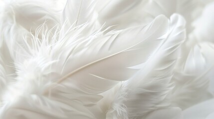 Serene and Soft White Feather Detail for Peaceful Background