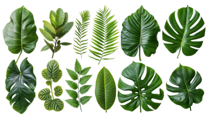 Collection of various green tropical leaves such as green monstera, fiddle leaf tree, palm foliage isolated on transparent background. Jungle plants and floral elements for design. Home plants leaves