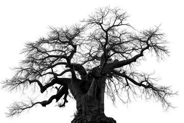 Rolgordijnen Baobab tree silhouette, trunk stout and branches sprawling, on white background. © Qayyum