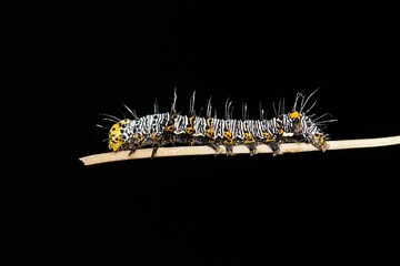 Eight-spotted forester caterpillar Alypia octomaculata grape plant night macro nature pest control springtime.	