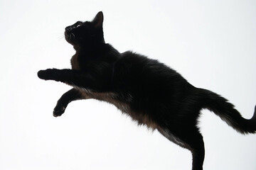 Black cat silhouette mid-leap, tail straight, ears up, on white background.
