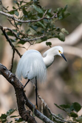 great white egret