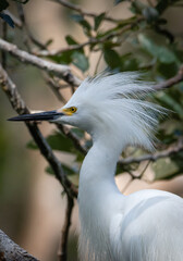great white heron
