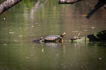 turtles in the pond