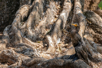 Fototapeta na wymiar tree trunk with roots