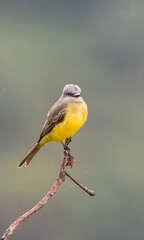 yellow wagtail on a branch