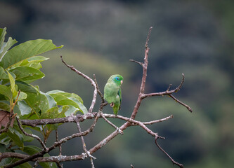 bird on a branch