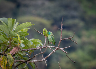 bird on a branch
